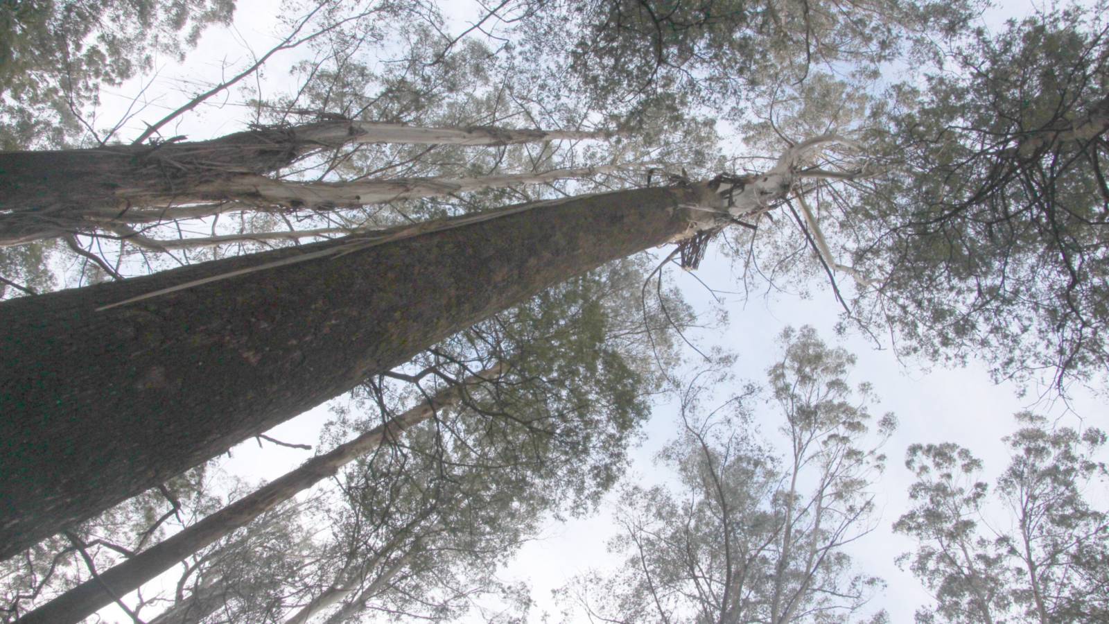 Warren Pickering wants Victoria’s native forests reopened