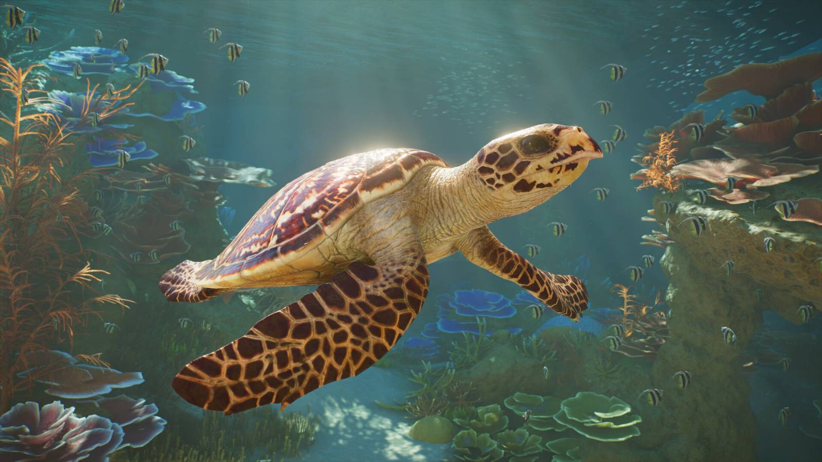 A sea turtle swims over a coral reef in an aquatic habitat in Planet Zoo 2