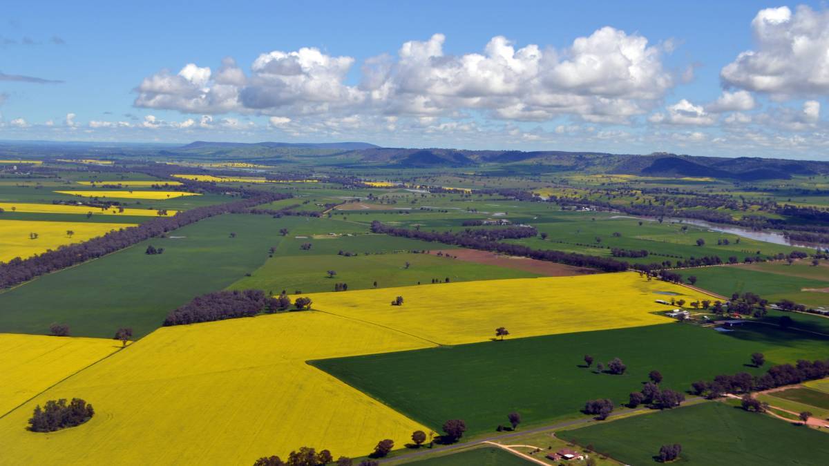 Canola fields near Cowra, NSW