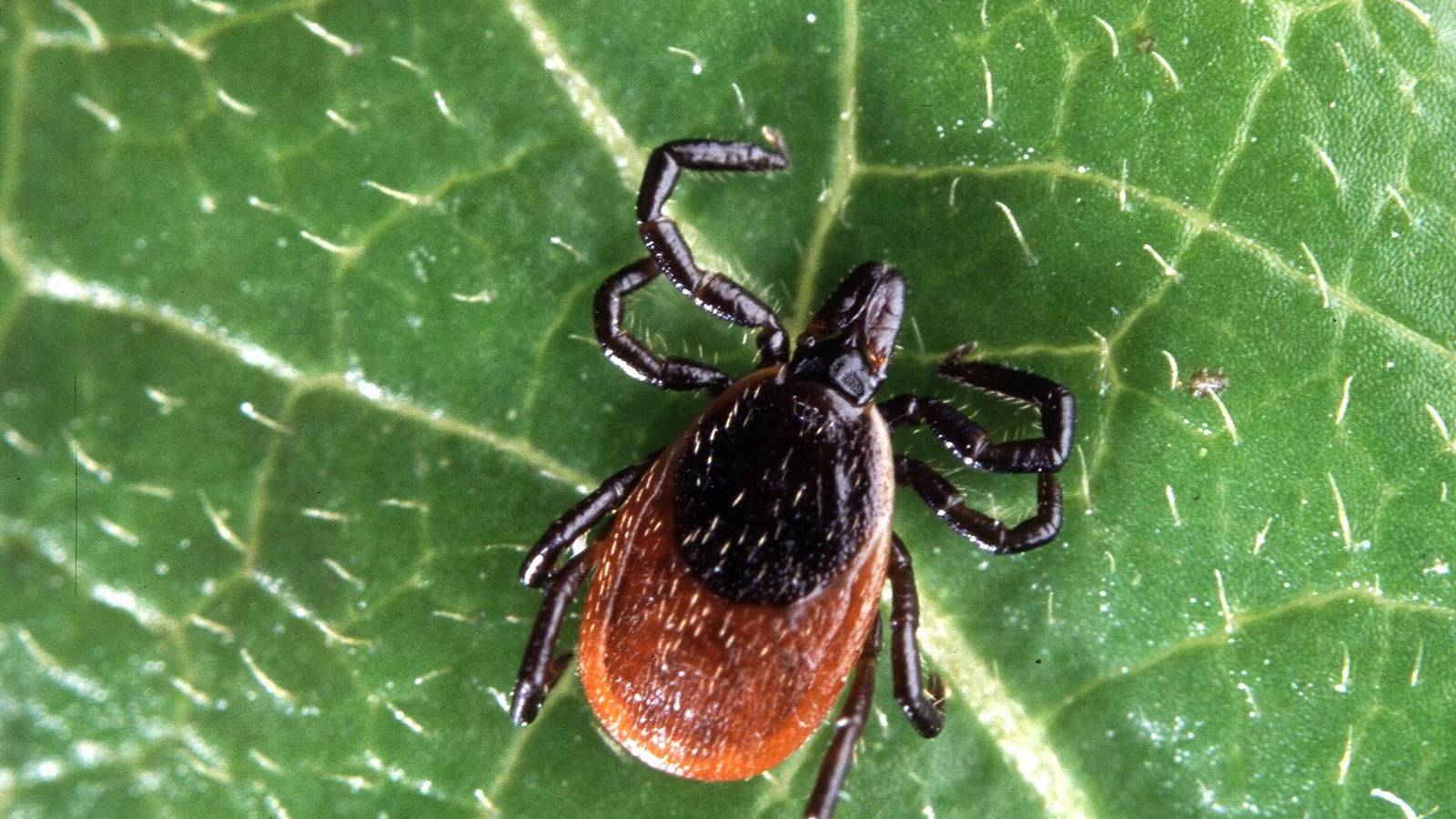 Tick Act renewed: US Lyme disease programs extended to 2030